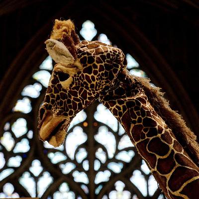 What makes the York Mystery Plays special?