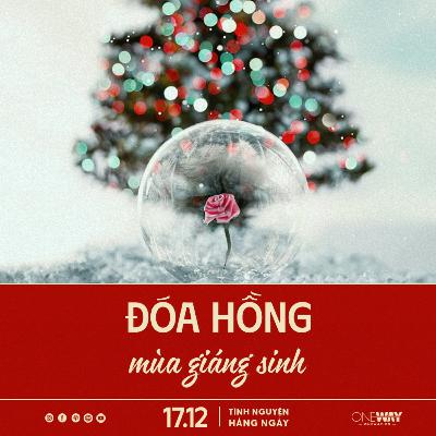 ĐÓA HỒNG MÙA GIÁNG SINH | Tĩnh Nguyện Hằng Ngày 17/12/2025