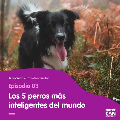 Brillantes mejores amigos. Brillantes mejores amigos.