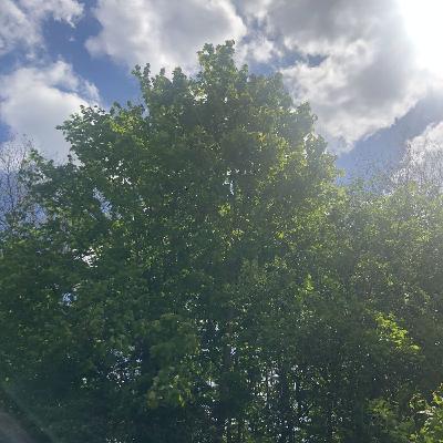 7: Under the Trees 7: Under the Trees