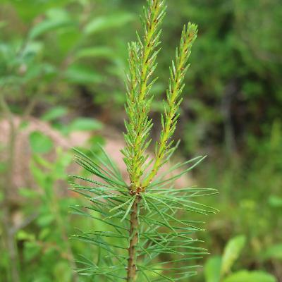 【７】アカマツ　ー生命力溢れる、低血圧＆冷え性さんの味方ー
