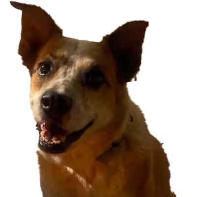 Episode 33 (dog,dog!) Mia (Play, Eat, Sleep, Repeat)