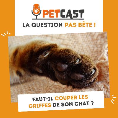 Faut-il couper les griffes de son chat ?
