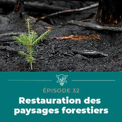 Restauration des forêts endommagées