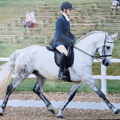 Classical vs Modern Dressage - Finding the Lost Connection