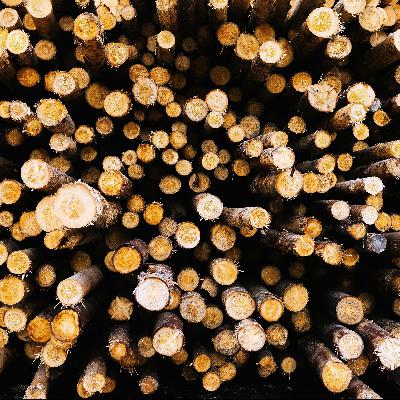 Handel mit Holz: Wie Russland Sanktionen umgeht