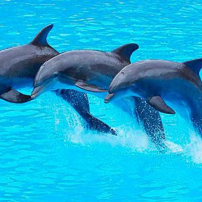 Delfines parte 1