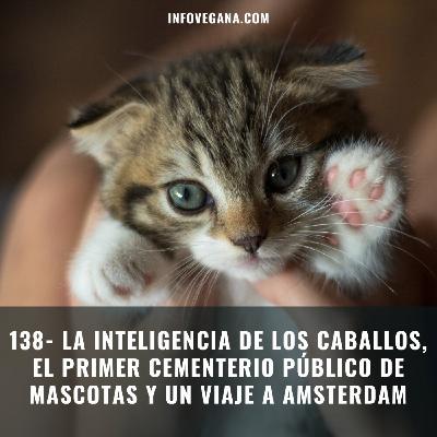 138- LA INTELIGENCIA DE LOS CABALLOS, EL PRIMER CEMENTERIO PÚBLICO DE MASCOTAS Y UN VIAJE A AMSTERDAM | Infovegana 138- LA INTELIGENCIA DE LOS CABALLOS, EL PRIMER CEMENTERIO PÚBLICO DE MASCOTAS Y UN VIAJE A AMSTERDAM | Infovegana