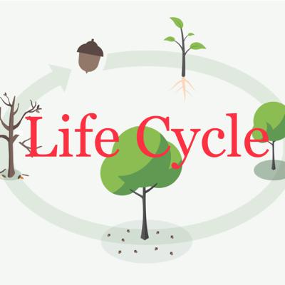 Life Cycles