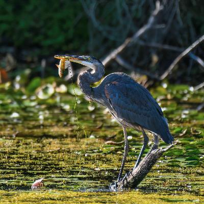 You Stories: A backyard bird buffet