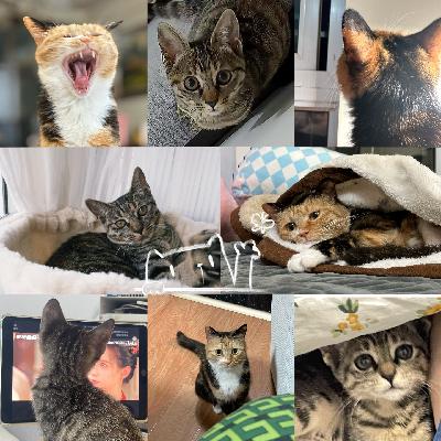 13 养猫后,我变得比我妈还疯狂 13 养猫后,我变得比我妈还疯狂