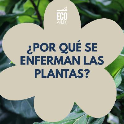 ¿Por qué se enferman las plantas?
