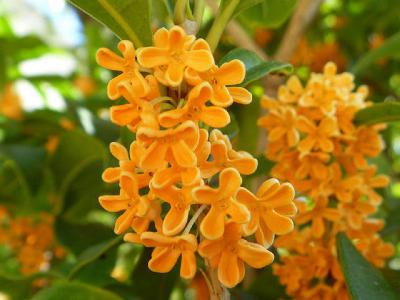 好きな匂いとかあれやこれやの話 from Radiotalk