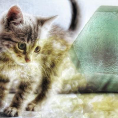 Pilotaggio per un gatto smarrito con la Flourite