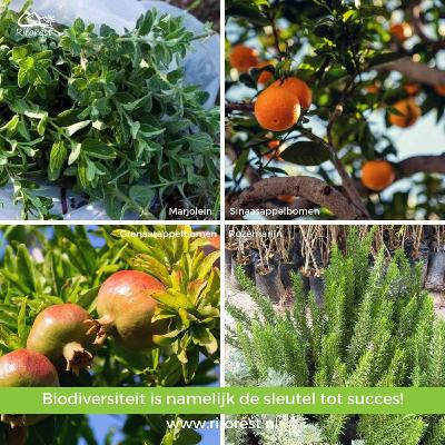 Twiza Podcast XVI, Aziz Kaouass spreekt over Stichting Riforest