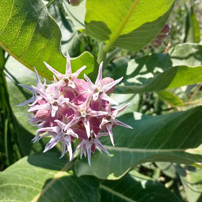 Showy Milkweed (Asclepias speciosa)