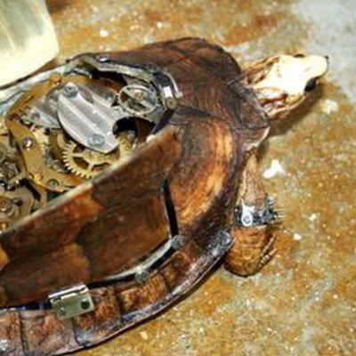 SCP-1488 Partially Roboticized Tortoises