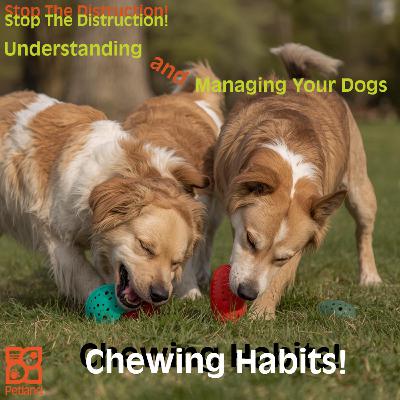 🐾 Stop the Destruction! Understanding and Managing Your Dog’s Chewing Habits