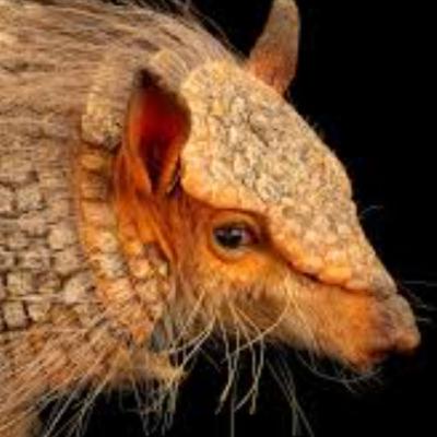 23. Screaming Hairy Armadillo (The Armored Mammal That Screams Like a Human) 23. Screaming Hairy Armadillo (The Armored Mammal That Screams Like a Human)