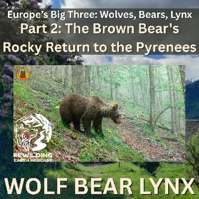 Episode 159: Europe’s Big Three – Wolves, Bears, Lynx. Part 2: The Brown Bear’s Rocky Return to the Pyrenees
