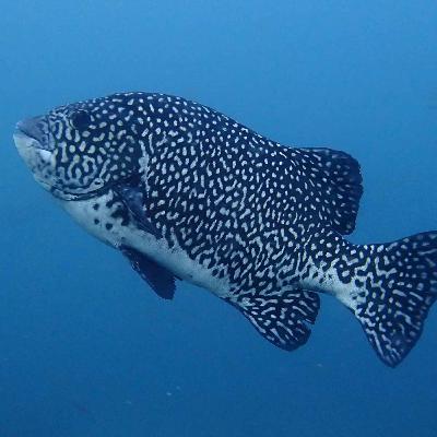 Facts: The Pacific Beakfish Facts: The Pacific Beakfish