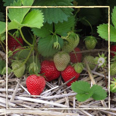 Meine Gartenfails 2025