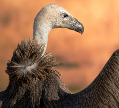 Episode 1: Vultures -The Soap Of The Savanna - The Wildlife Podcast with Laurel Neme and Jeffrey Barbee