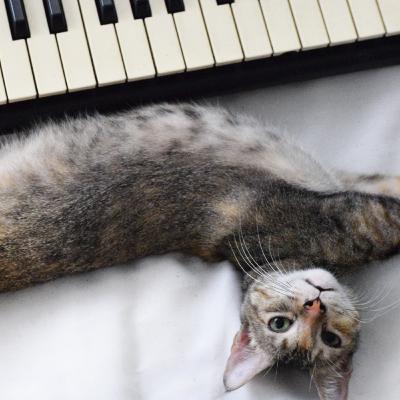 E26 - Français VS Piano