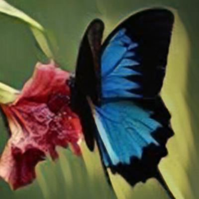 The Ulysses Butterfly ๐ฌ๐ง The Ulysses Butterfly ๐ฌ๐ง