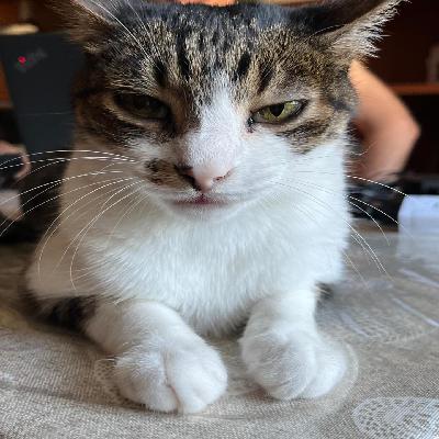 My cat (027) (GIUGRI.J) My cat (027) (GIUGRI.J)