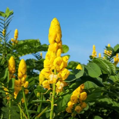 Candle Bush (Senna alata)