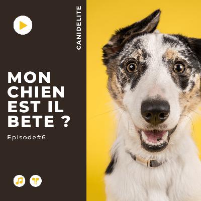 Episode #6 : "Mon Chien est bête !"