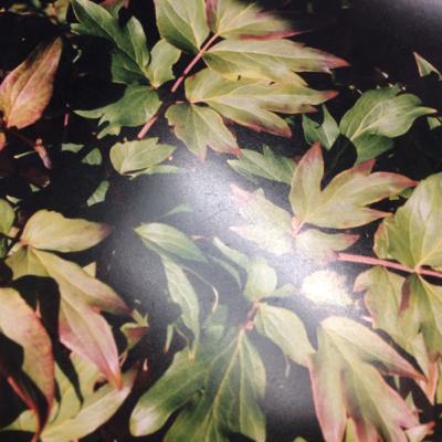 The Great Blues Leaf, Epic Music Discussion with Sean and Friends Ep 2