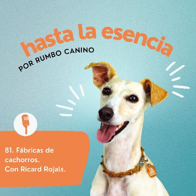 81. Fábricas de cachorros: qué son, cómo reconocerlas y por qué evitarlas