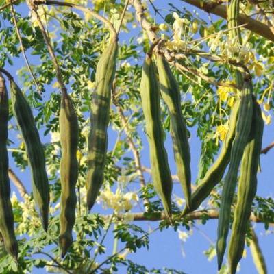 முன்னோர்கள் வீட்டில் பல பயன் உள்ள மரங்களுடன் தன்னிறைவு வாழ்க்கையை வாழ்ந்தார்கள்