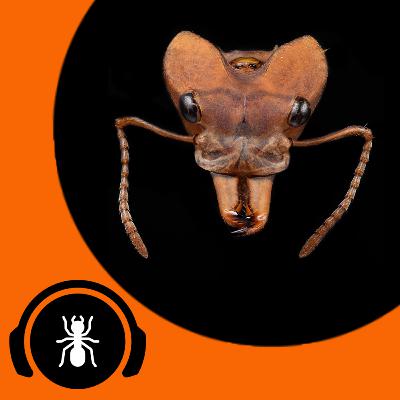 The Camponico Ants Interview - Featuring Camponico | The Ant Podcast #36