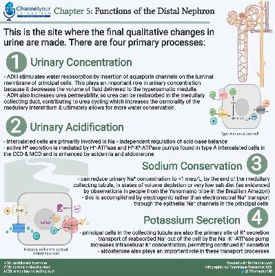 Chapter Five: Functions of the Distal Nephron