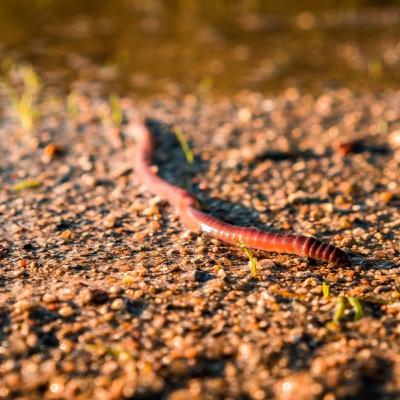 Rencontre #49 / Les sols en danger, pourquoi et comment les protéger
