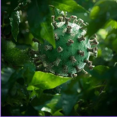 Fascinacion por las plantas - 250- Virus endogenos de plantas