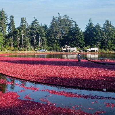 Cranberry Harvest, Cattle Numbers, Road Safety, Jerry Clark