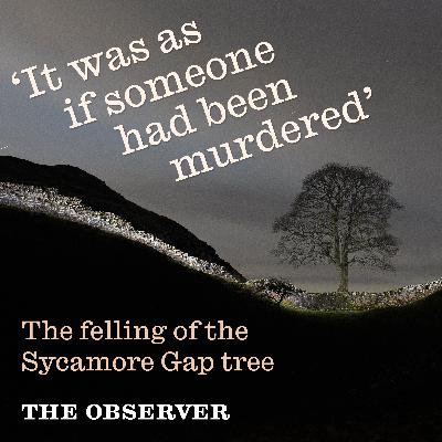 Sycamore Gap: felling of a tree Sycamore Gap: felling of a tree