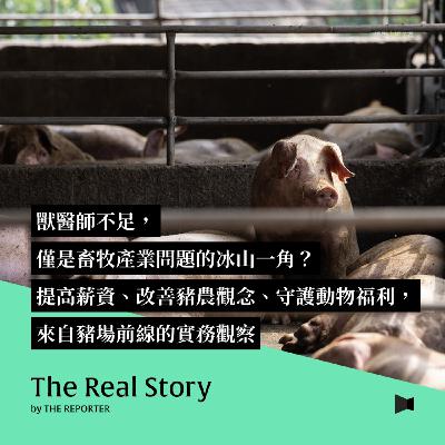 獸醫師不足，僅是畜牧產業問題的冰山一角？提高薪資、改善豬農觀念、守護動物福利，來自豬場前線的實務觀察