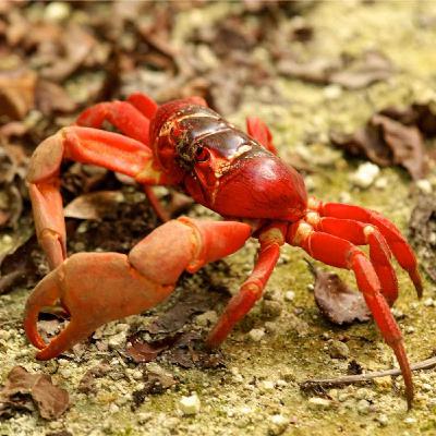 Christmas Crabs Christmas Crabs