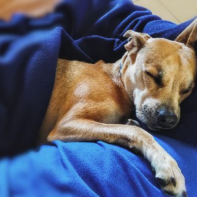 The Science of Slumber: Decoding Your Pet’s Sleep Habits The Science of Slumber: Decoding Your Pet’s Sleep Habits