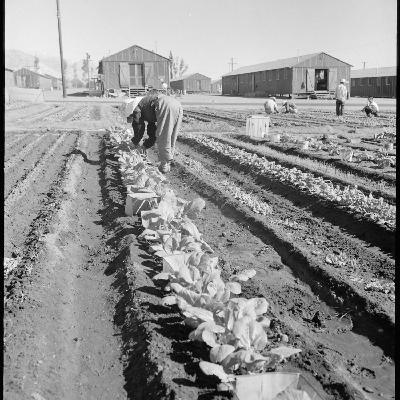 Gardening Stories: Japanese American internment gardens