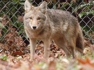 Wildlife Wednesday: Springtime behaviors of coyotes, foxes and other wild animals Wildlife Wednesday: Springtime behaviors of coyotes, foxes and other wild animals