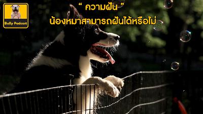 " ความฝัน " สุนัขสามารถมีความฝันได้หรือไม่ ?  The Cutedog’s Podcast EP 11 " ความฝัน " สุนัขสามารถมีความฝันได้หรือไม่ ?  The Cutedog’s Podcast EP 11