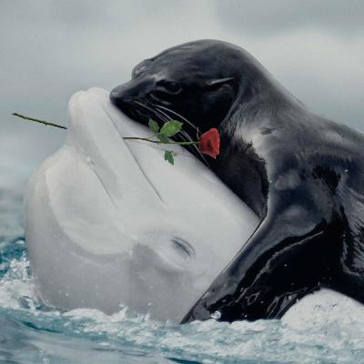 Seal's KISS FROM A ROSE on the grey or gray or the grave or the greying tower which is probably a lighthouse because it's on the sea and it snows there at sea level which means it's near the arctic Seal's KISS FROM A ROSE on the grey or gray or the grave or the greying tower which is probably a lighthouse because it's on the sea and it snows there at sea level which means it's near the arctic