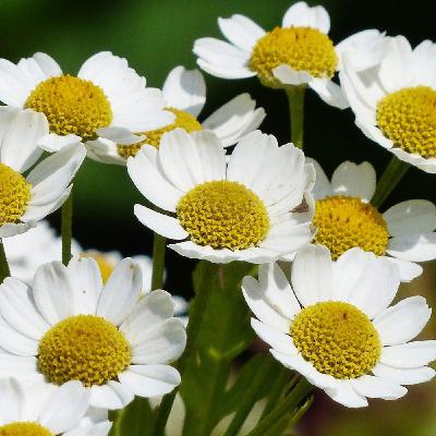 La Camomille matricaire : On l'aime, un peu, beaucoup à la folie !