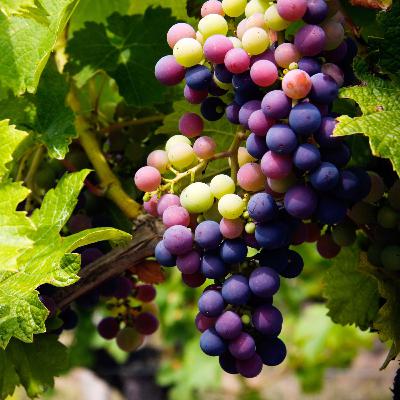 5th Sun of Easter_The vine and the branches 5th Sun of Easter_The vine and the branches